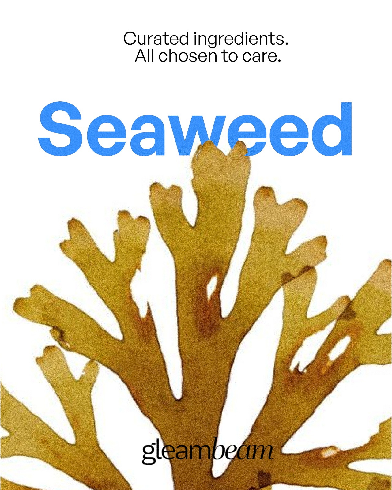 Laminaria Digitata (Seaweed) Extract